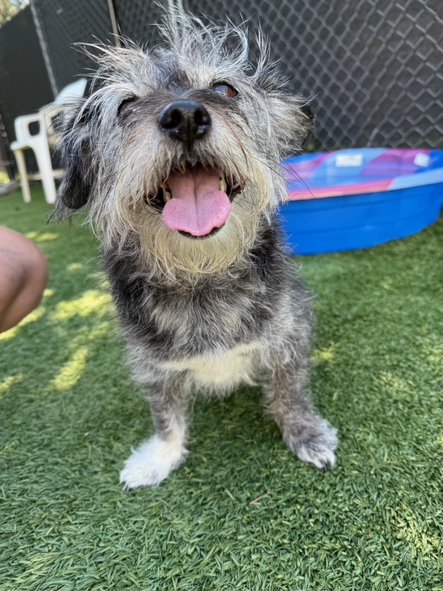 Stella