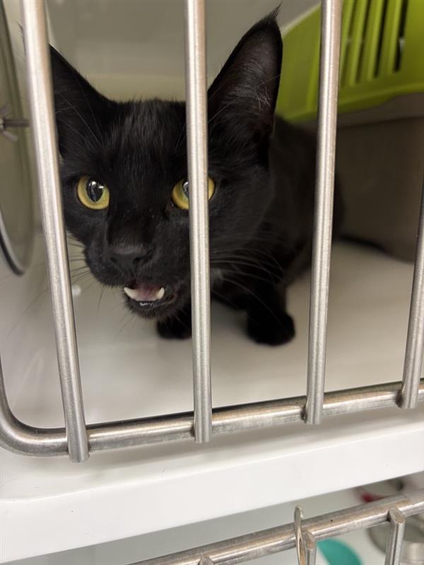 Milky, Adoptable, Adult Female Domestic Short Hair.