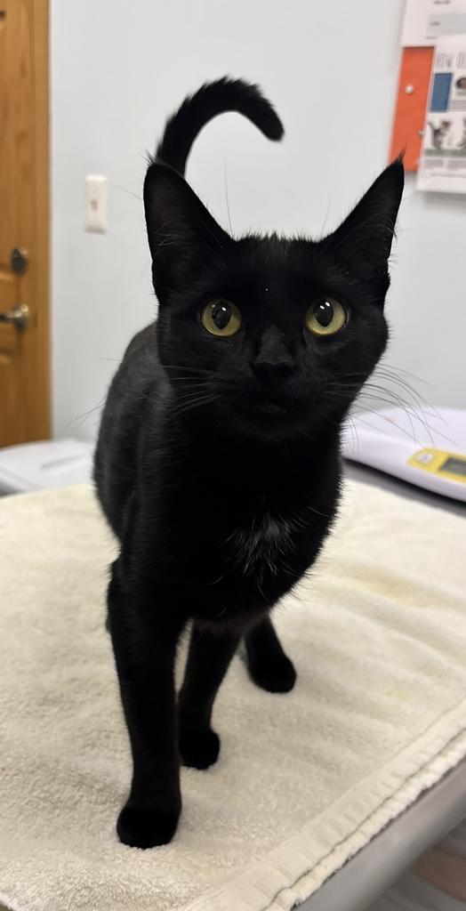 Enlarge Milky, a Adoptable mixed breed in Saint Paul, MN image 2/2