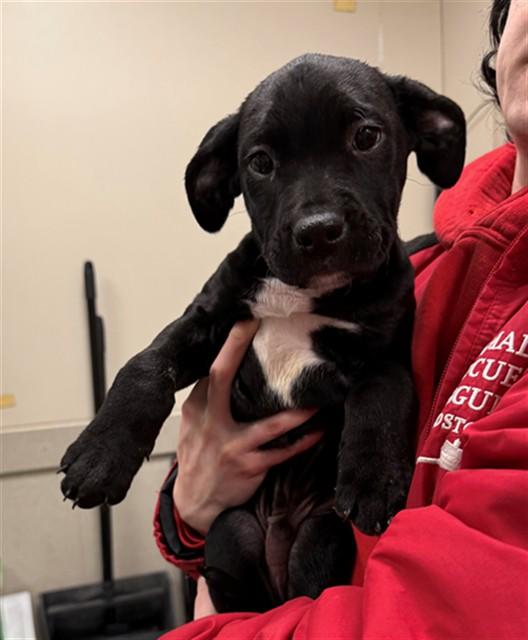 LUCKY CHARMS, Adoptable, Puppy Male Staffordshire Bull Terrier & Mixed Breed.