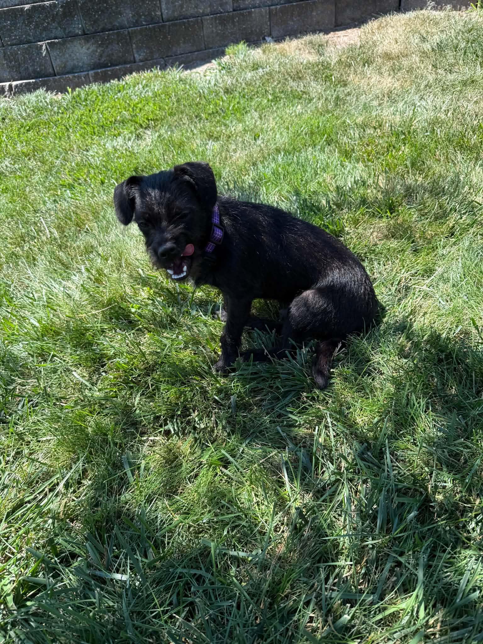 Barkley, a Adoptable mixed breed in Cedar Rapids, IA image 6/6