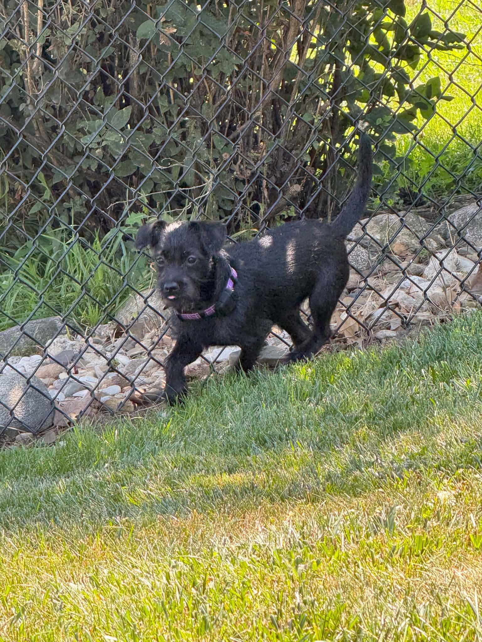 Barkley, a Adoptable mixed breed in Cedar Rapids, IA image 2/6