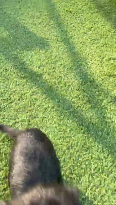 Enlarge Barkley, a Adoptable mixed breed in Cedar Rapids, IA video 5/6