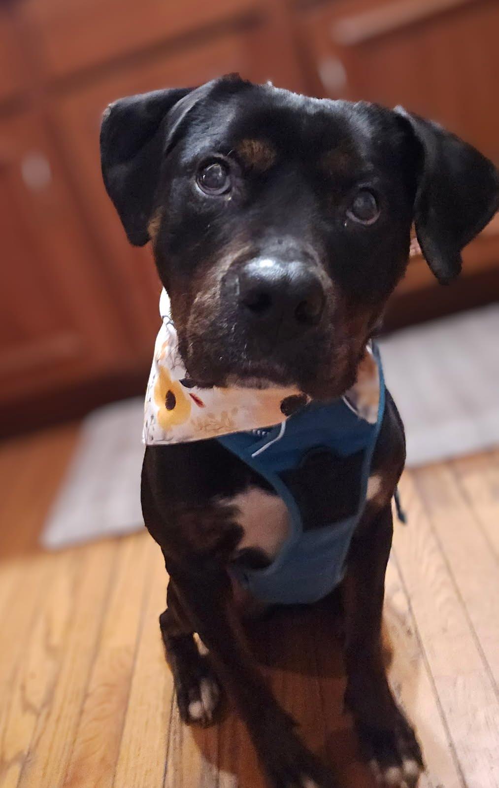 Enlarge Cranberry, a Adoptable mixed breed in Oswego, IL image 2/6