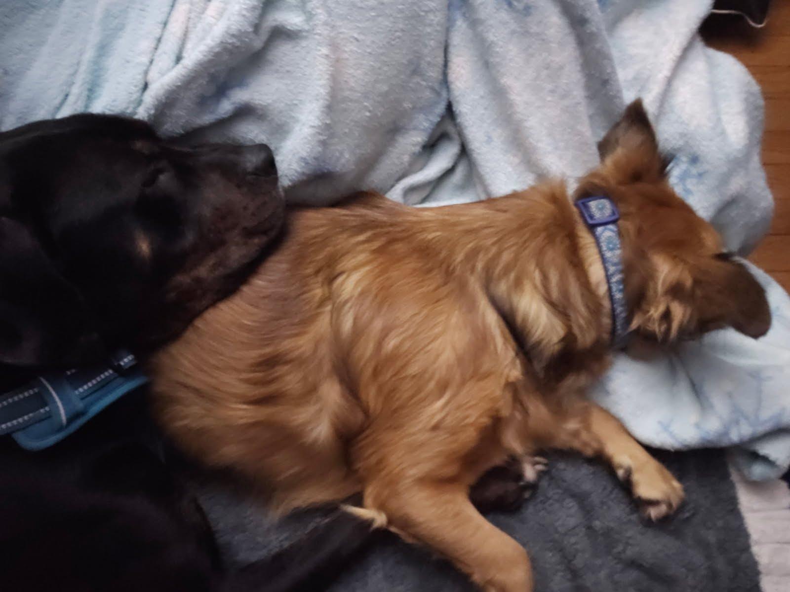 Enlarge Cranberry, a Adoptable mixed breed in Oswego, IL image 4/6