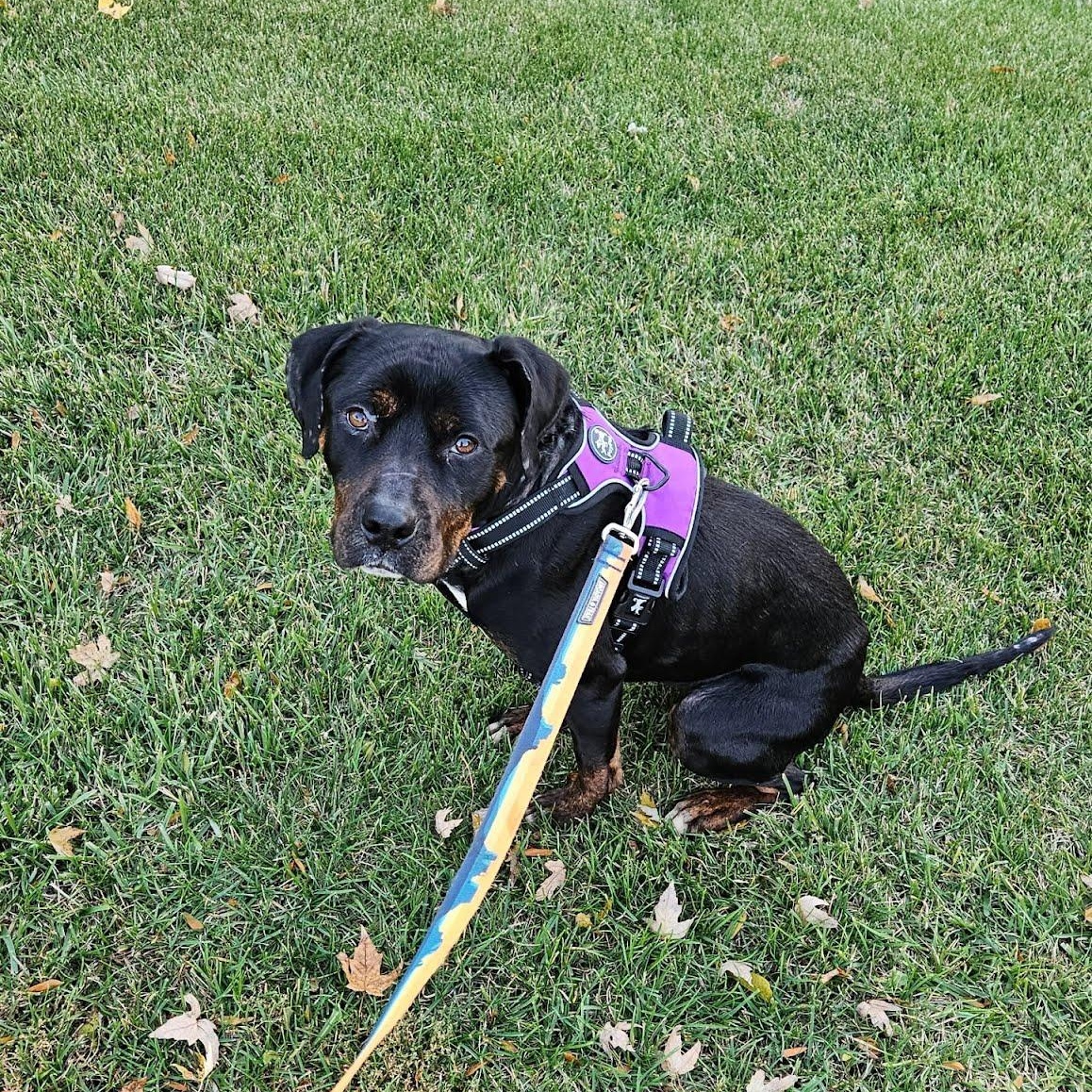 Enlarge Cranberry, a Adoptable mixed breed in Oswego, IL image 1/6