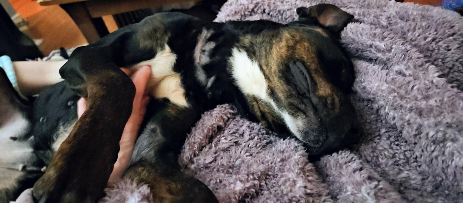 Enlarge Cranberry, a Adoptable mixed breed in Oswego, IL image 5/6