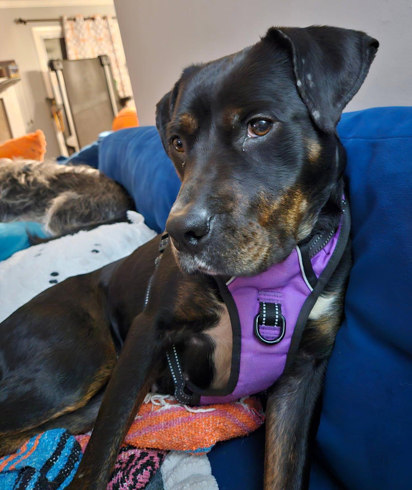 Enlarge Cranberry, a Adoptable mixed breed in Oswego, IL image 6/6