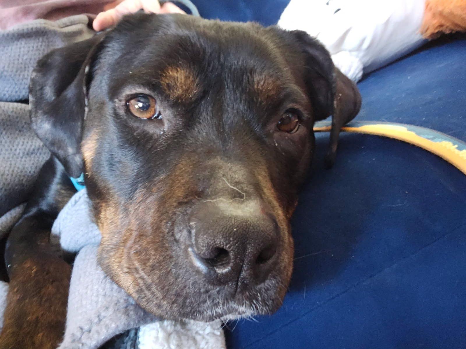 Enlarge Cranberry, a Adoptable mixed breed in Oswego, IL image 3/6