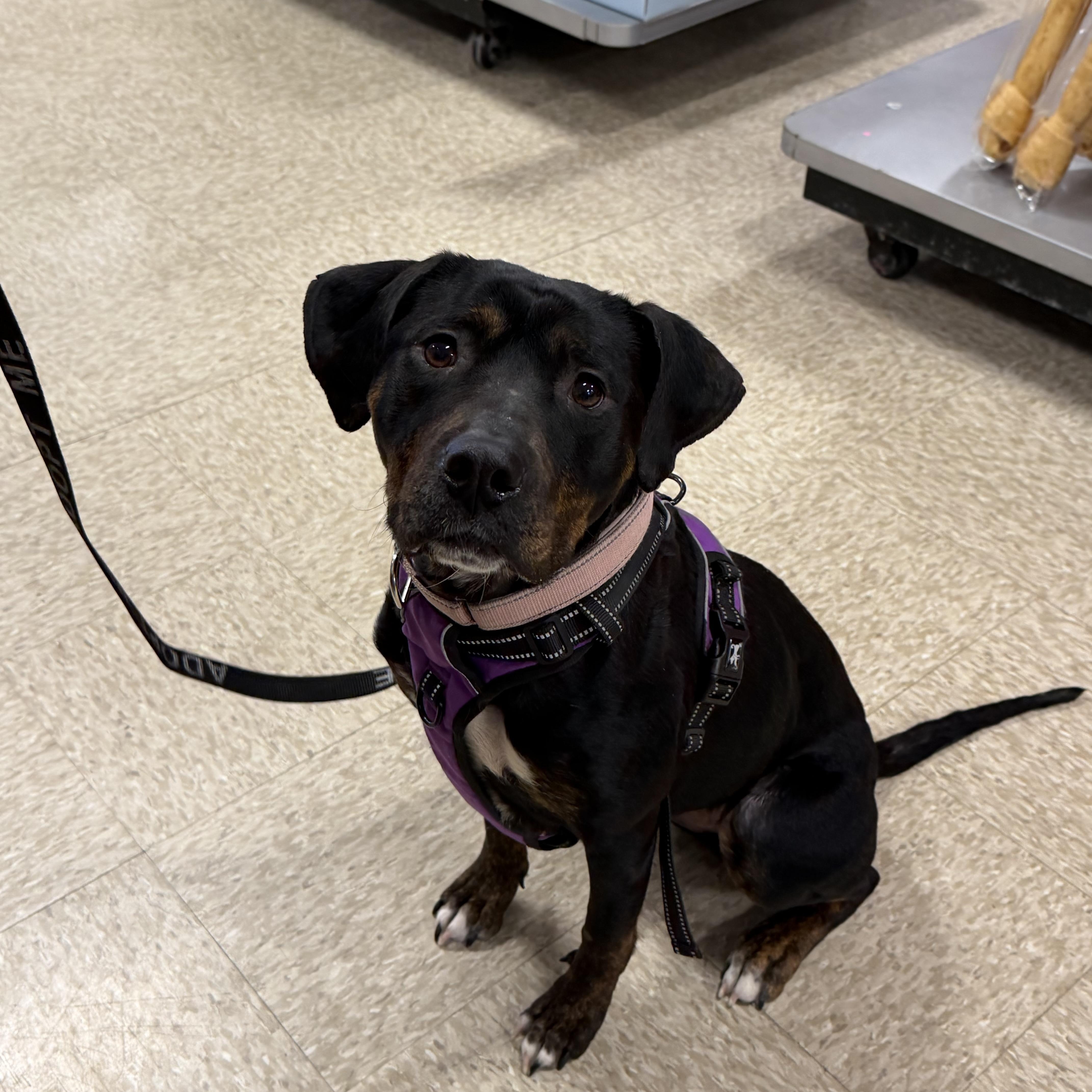 Cranberry, Adoptable, Adult Female Terrier & Pit Bull Terrier.