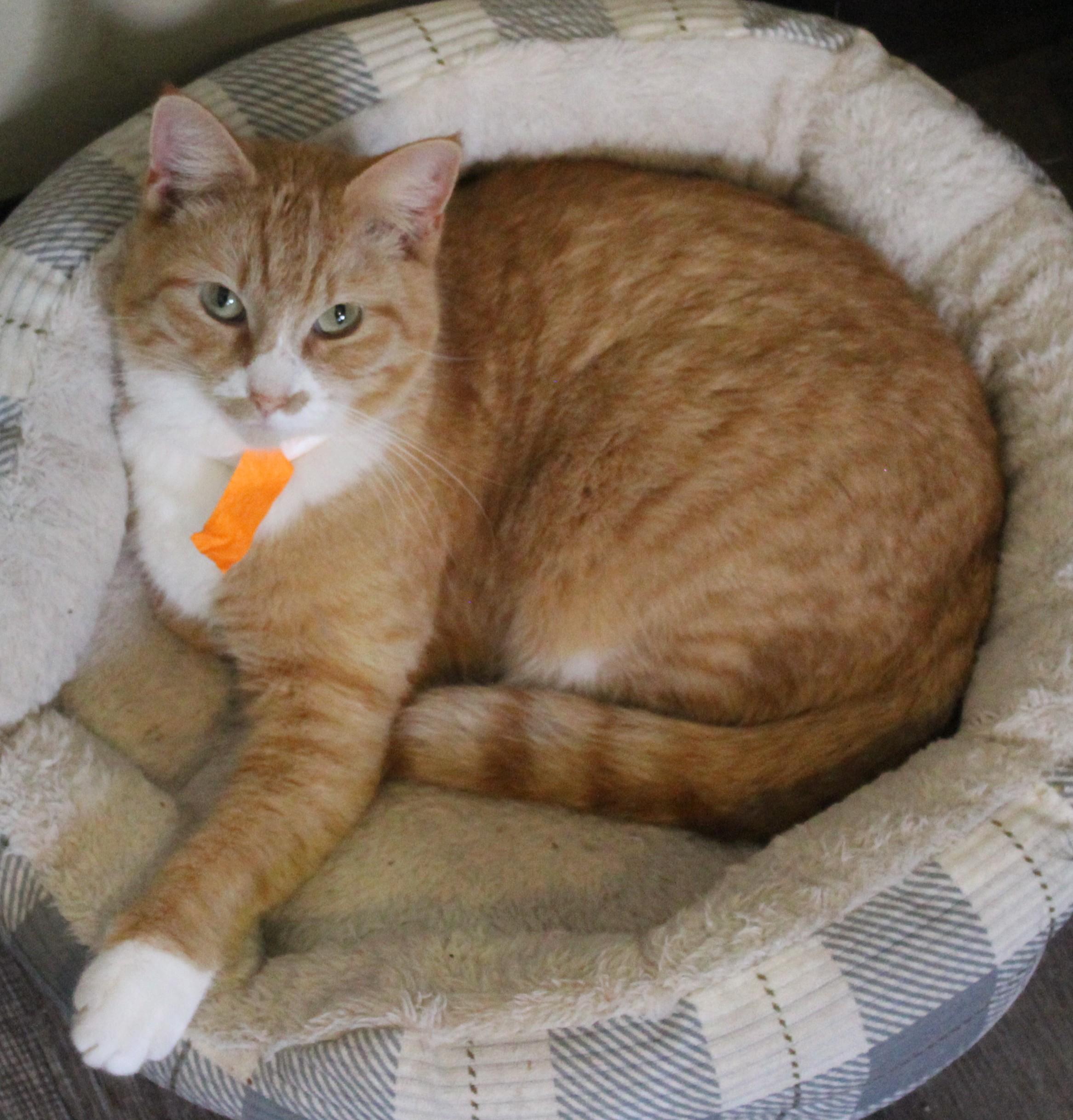 Enlarge Warrior, a ADOPTABLE mixed breed in Huron, SD image 2/4