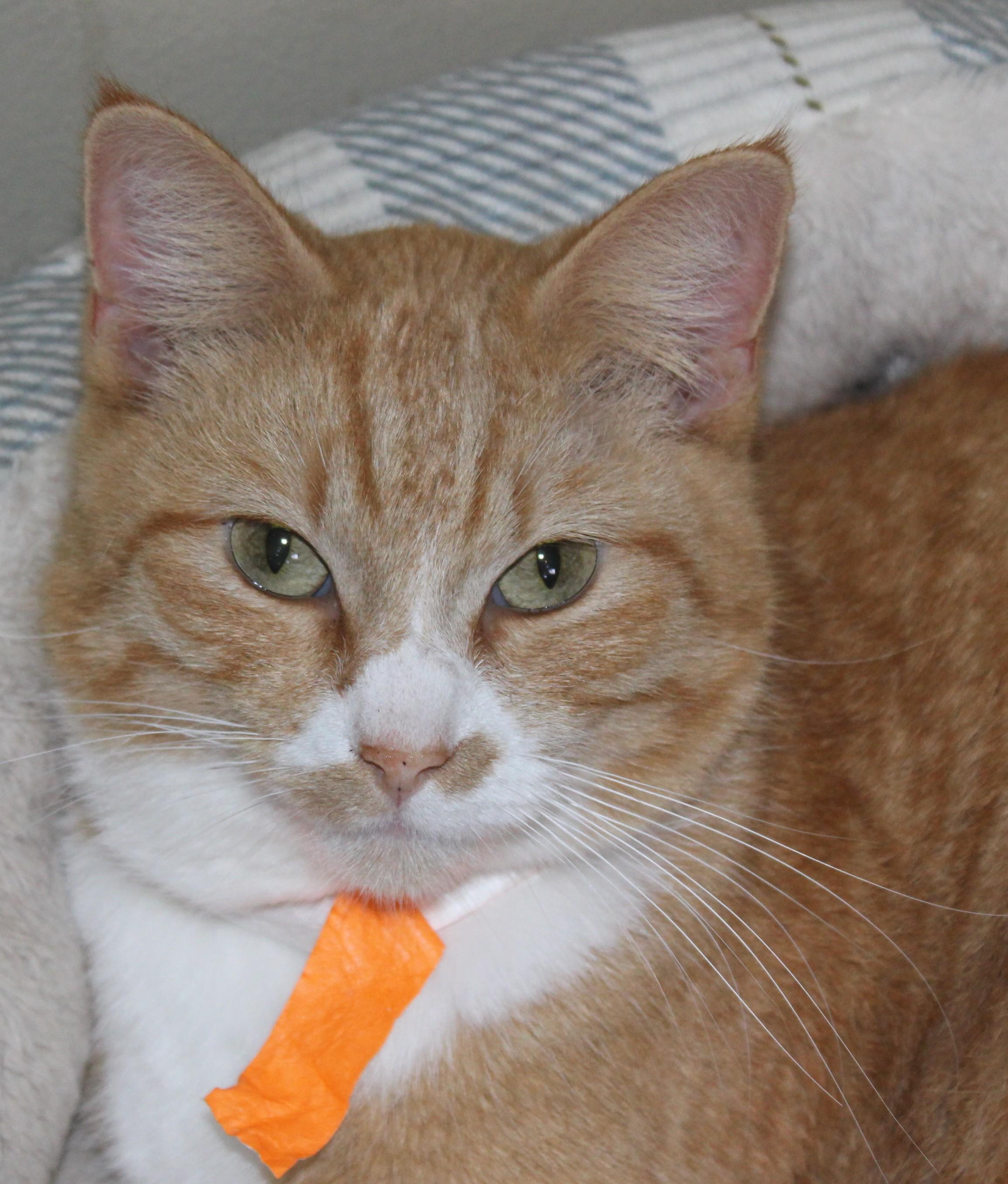 Enlarge Warrior, a ADOPTABLE mixed breed in Huron, SD image 1/4
