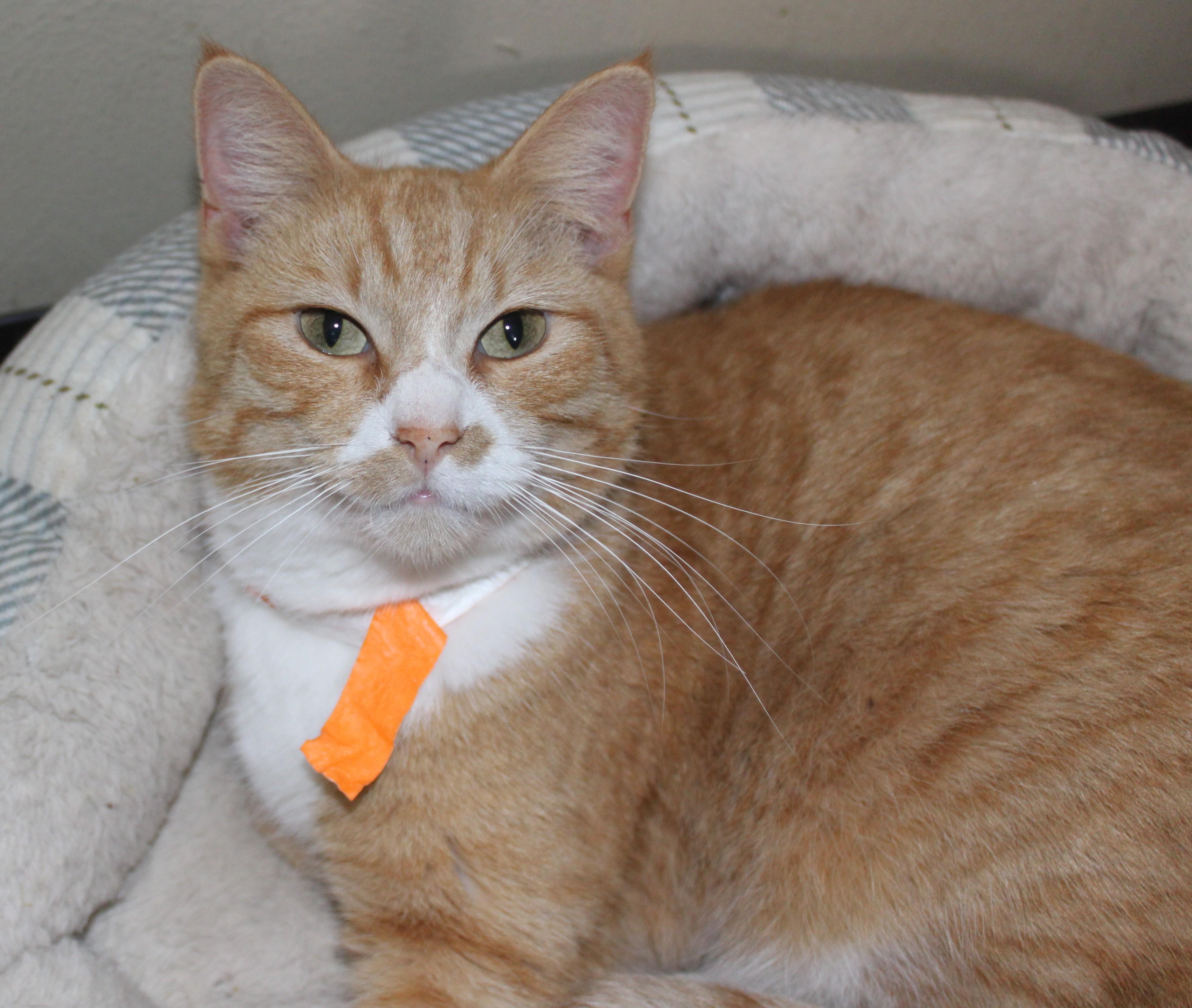 Enlarge Warrior, a ADOPTABLE mixed breed in Huron, SD image 4/4