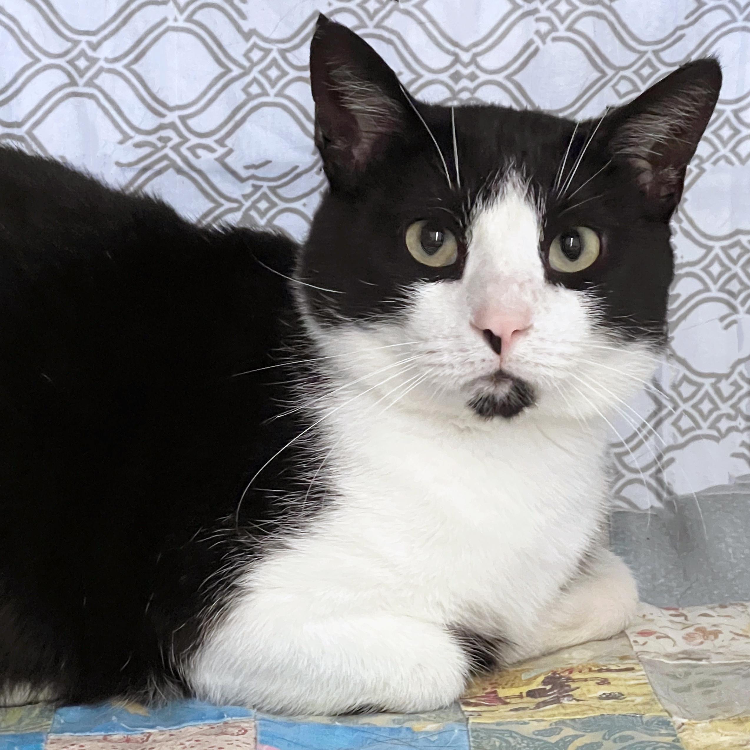 Costello, Young Male Domestic Short Hair