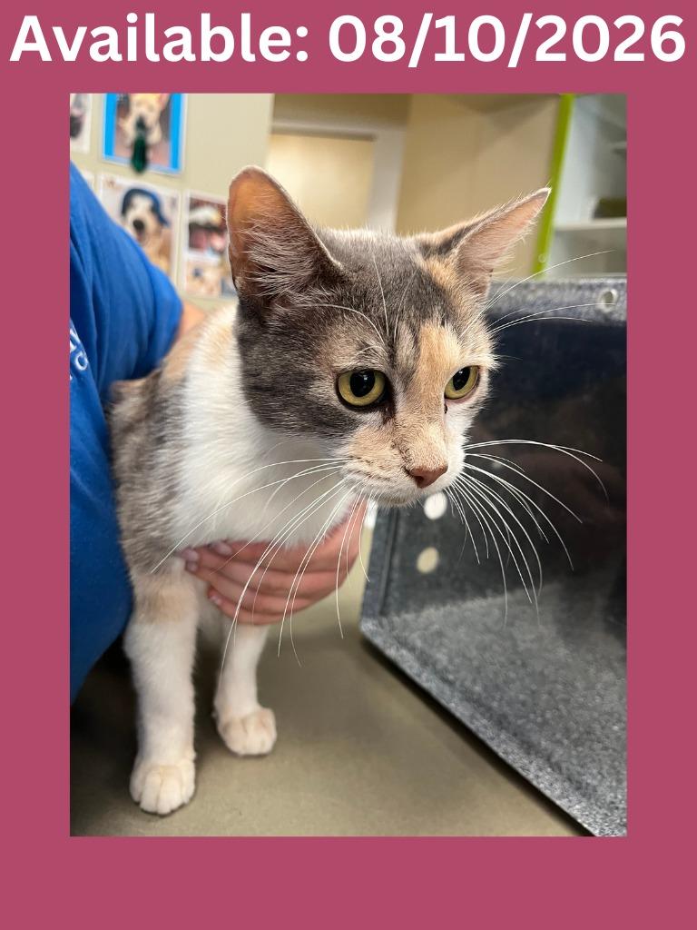 Enlarge Cat Condo #16, a Adoptable mixed breed in Greenville, TX image 1/2