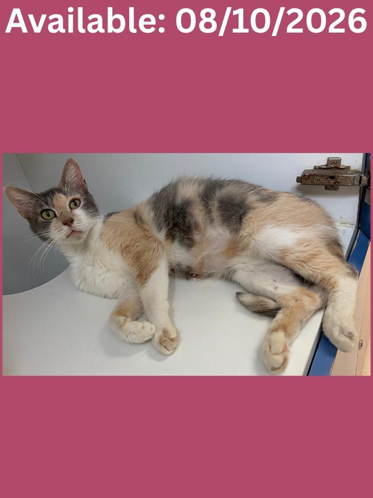 Enlarge Cat Condo #16, a Adoptable mixed breed in Greenville, TX image 2/2