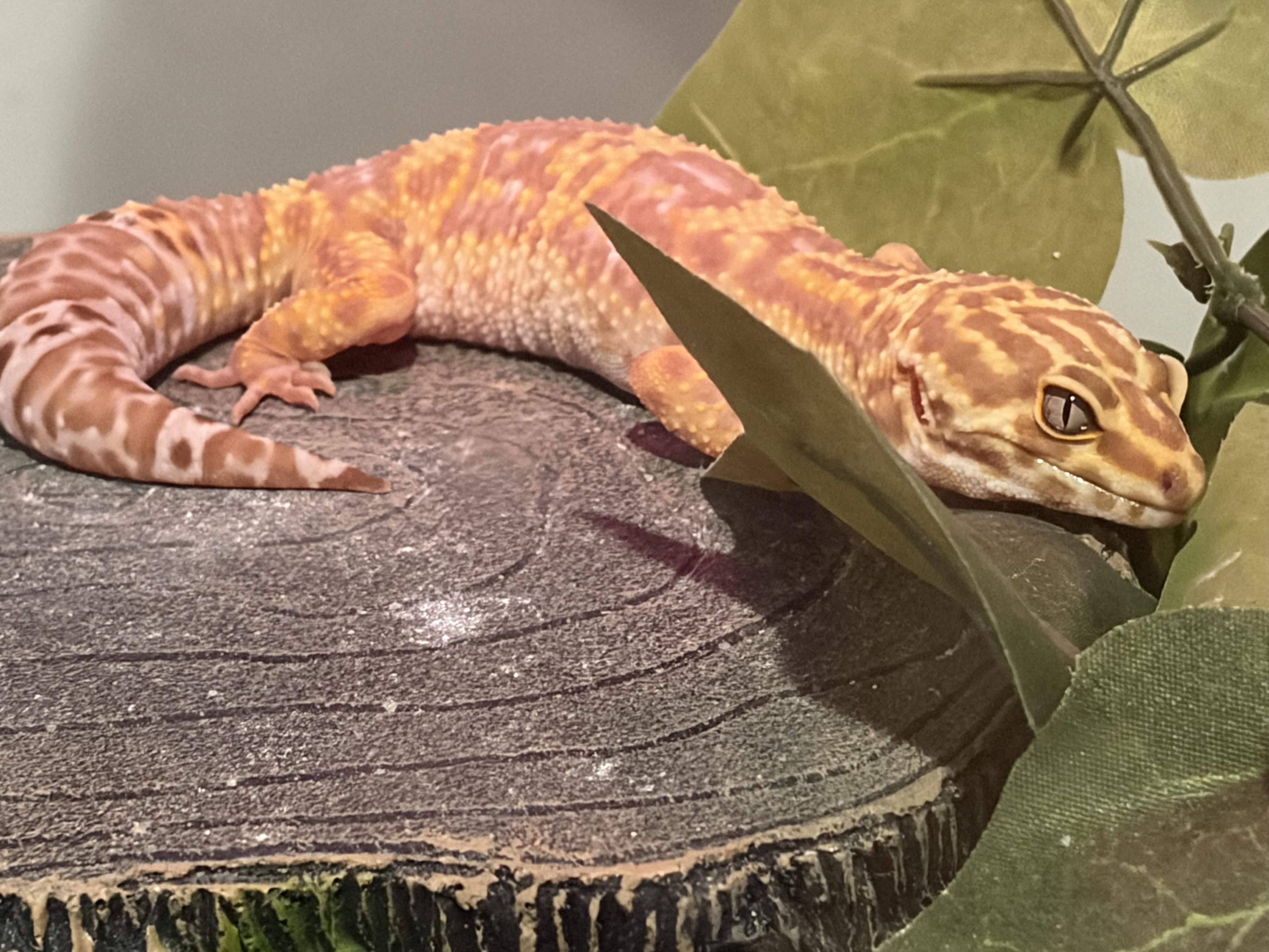 Enlarge Bananna, an adopted Gecko in brant, MI image 1/1