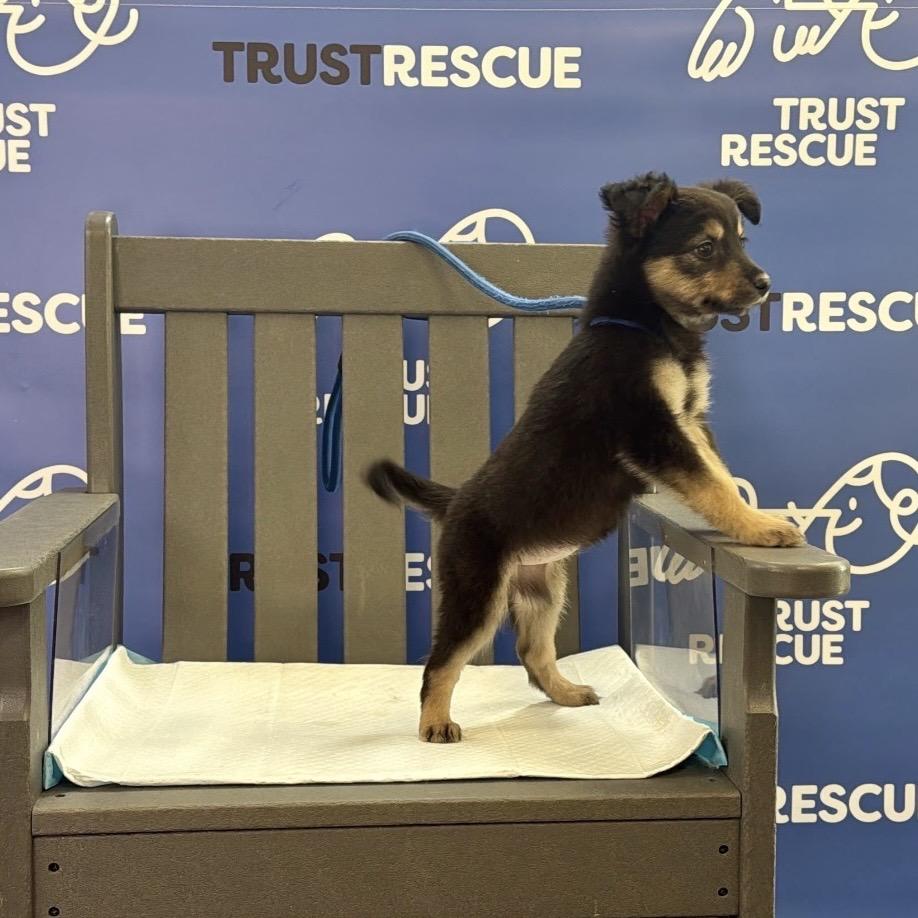 MAVIN, Adoptable, Puppy Female Border Collie.