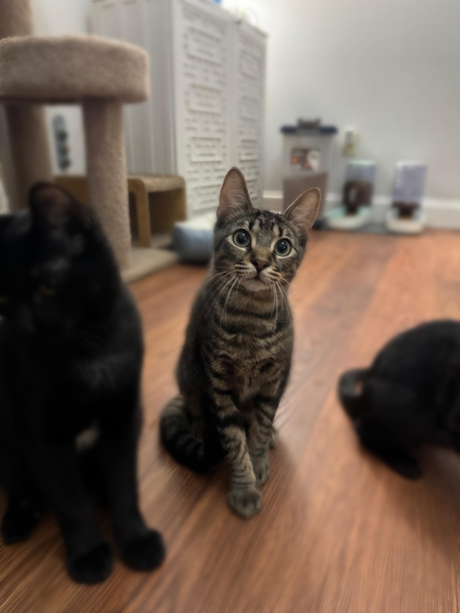 Eddie, Adoptable, Young Male Domestic Short Hair.