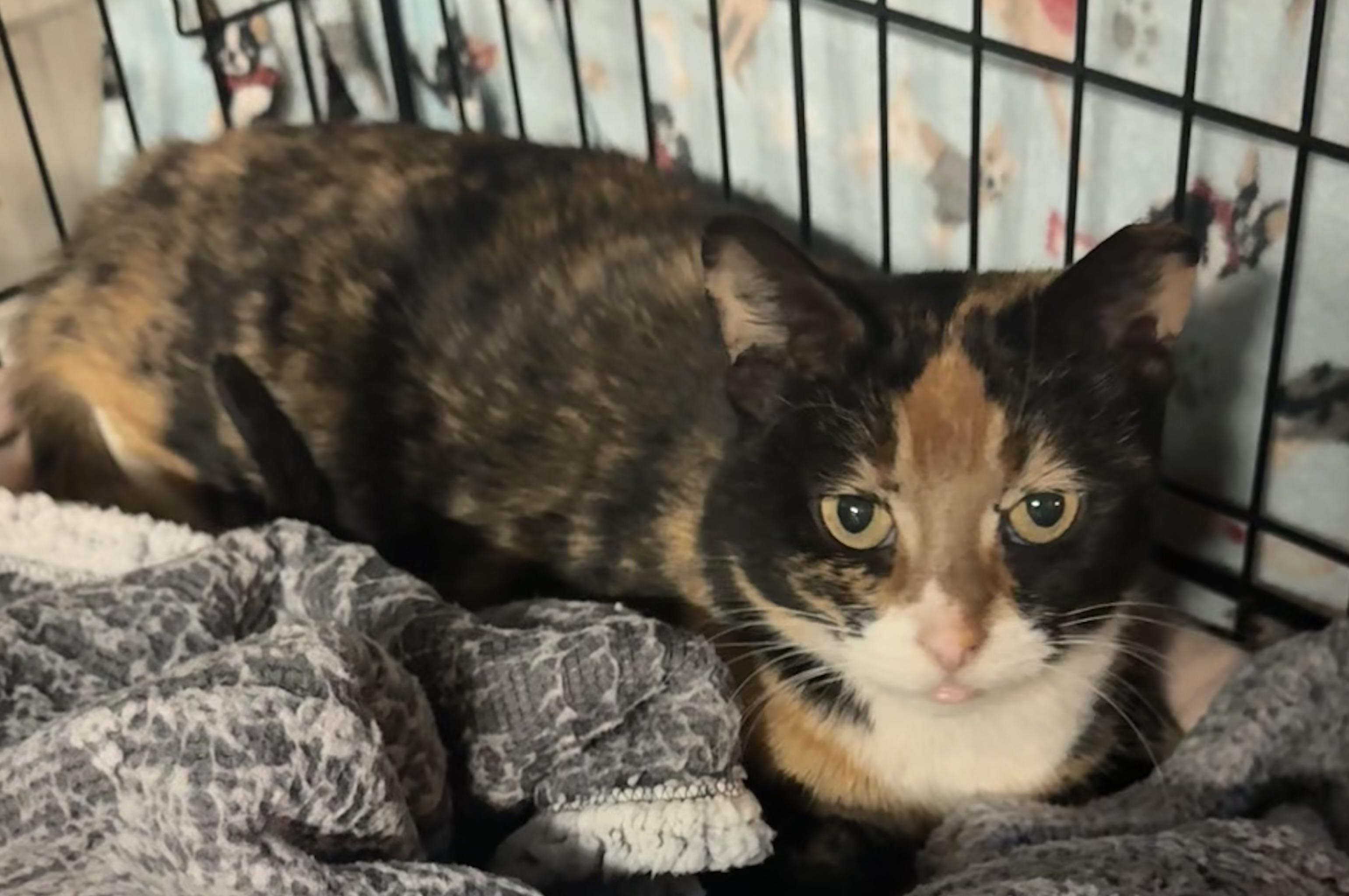 Enlarge Bridgette , a ADOPTABLE Tortoiseshell in Saginaw, MI image 1/3