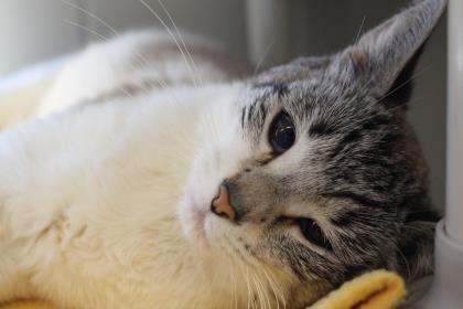 Enlarge Stormie, a Adoptable mixed breed in Bellevue, WA image 1/3