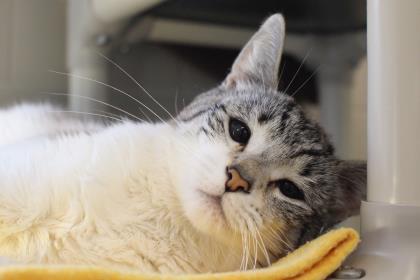 Enlarge Stormie, a Adoptable mixed breed in Bellevue, WA image 2/3