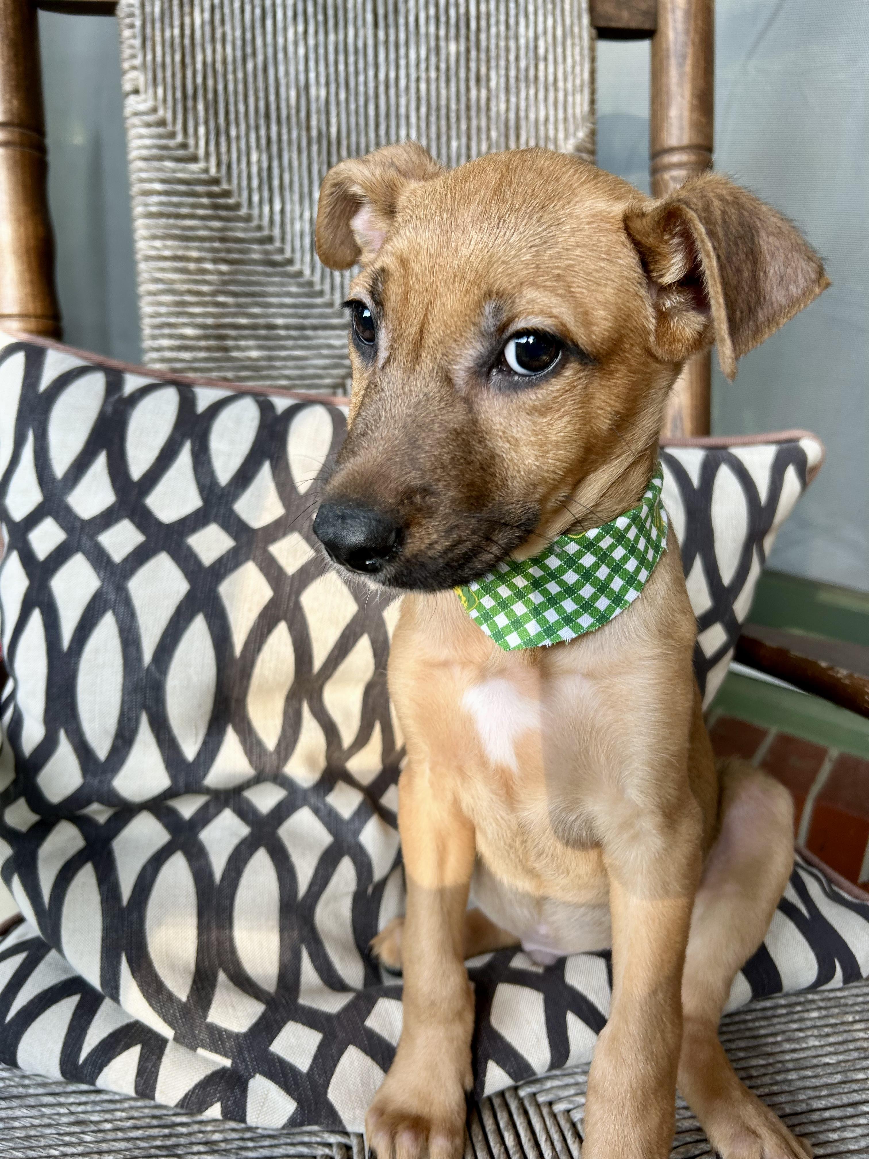 CHARLIE photo 2
