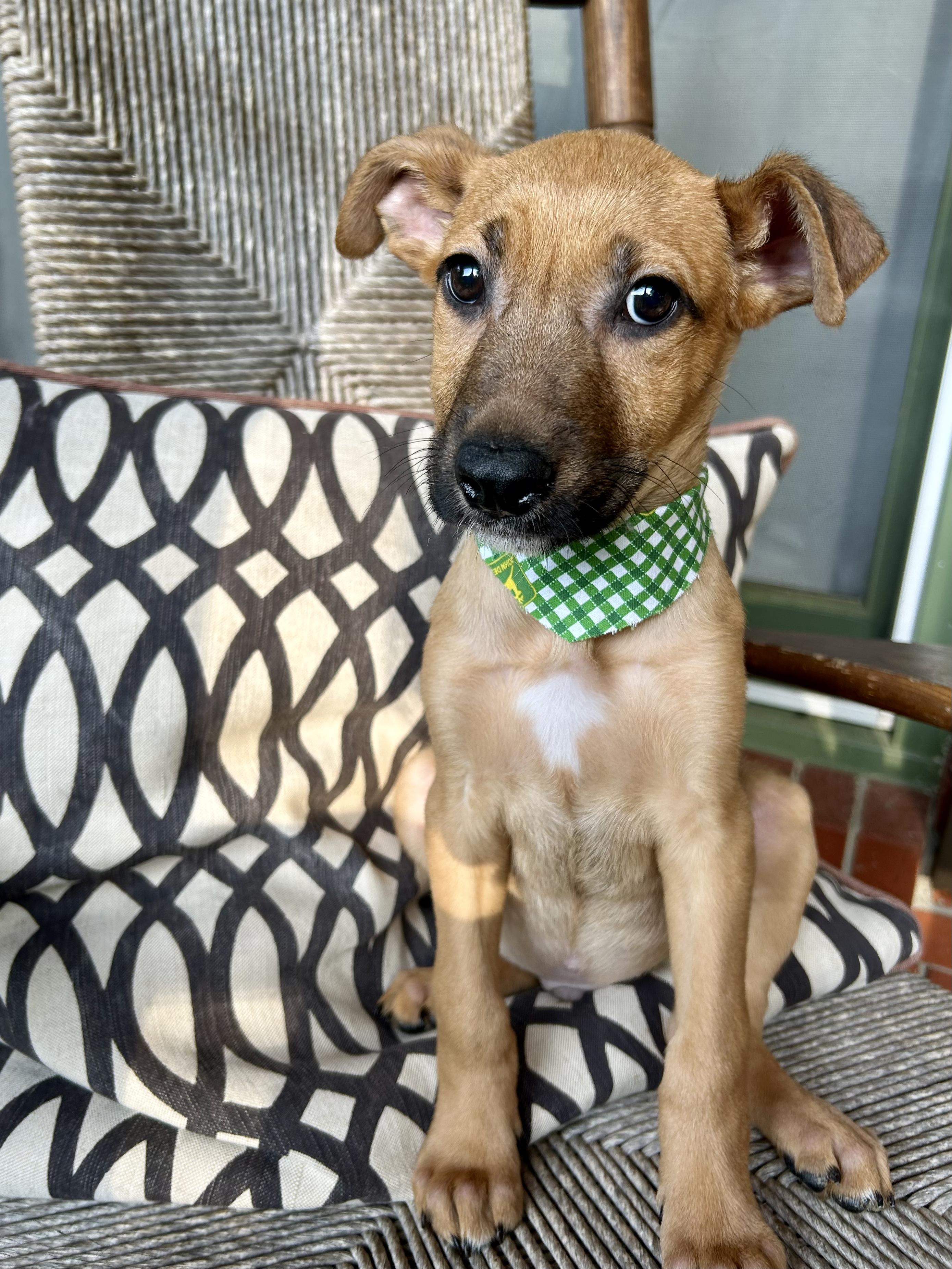 CHARLIE, Baby Male Shepherd
