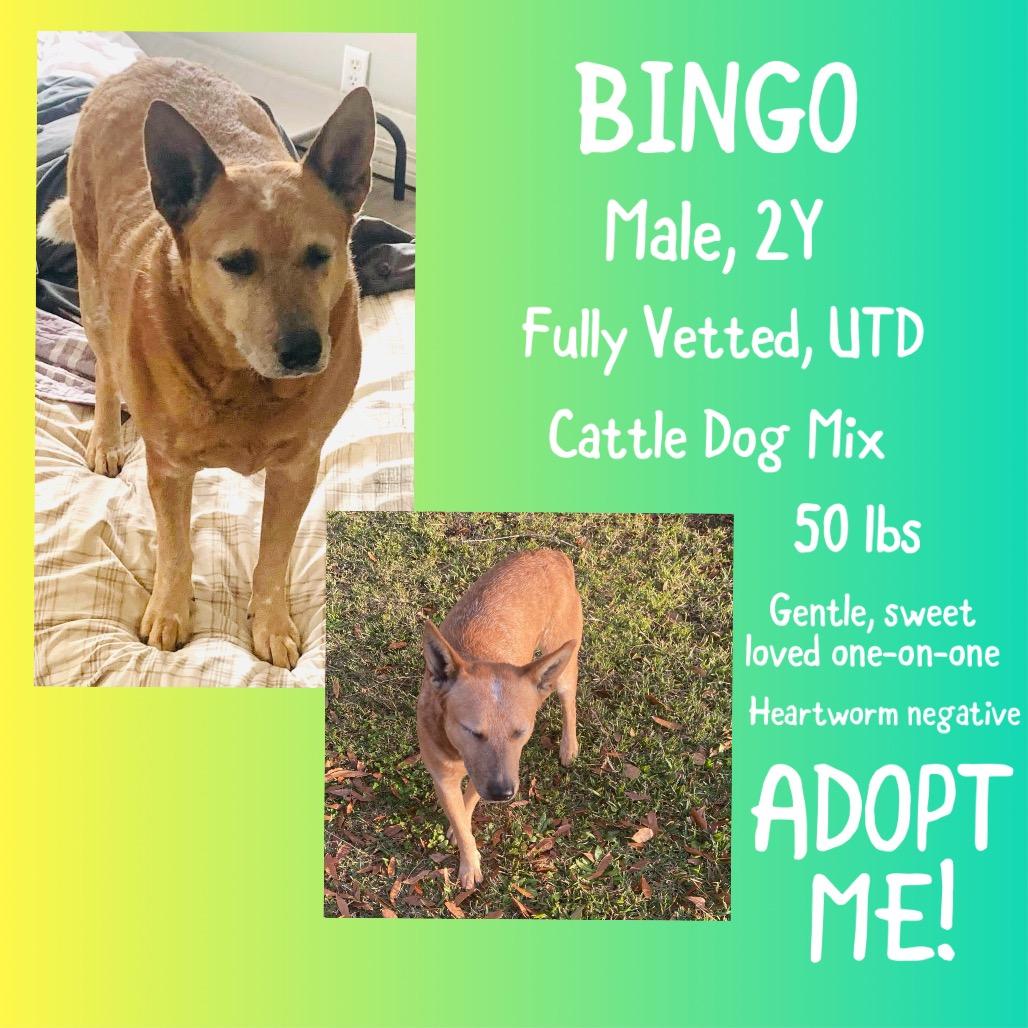 Bingo, Adoptable, Adult Male Mixed Breed.
