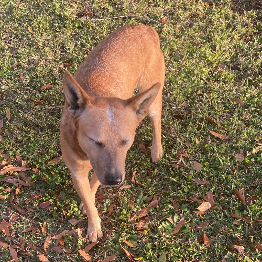 Enlarge Bingo, a Adoptable Mixed Breed in Irvington, AL image 2/4