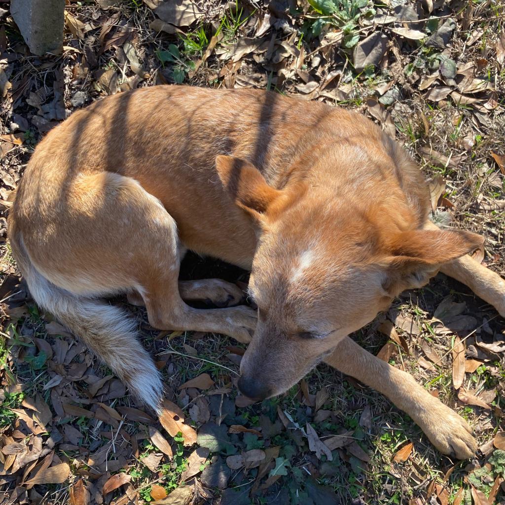 Enlarge Bingo, a Adoptable Mixed Breed in Irvington, AL image 3/4