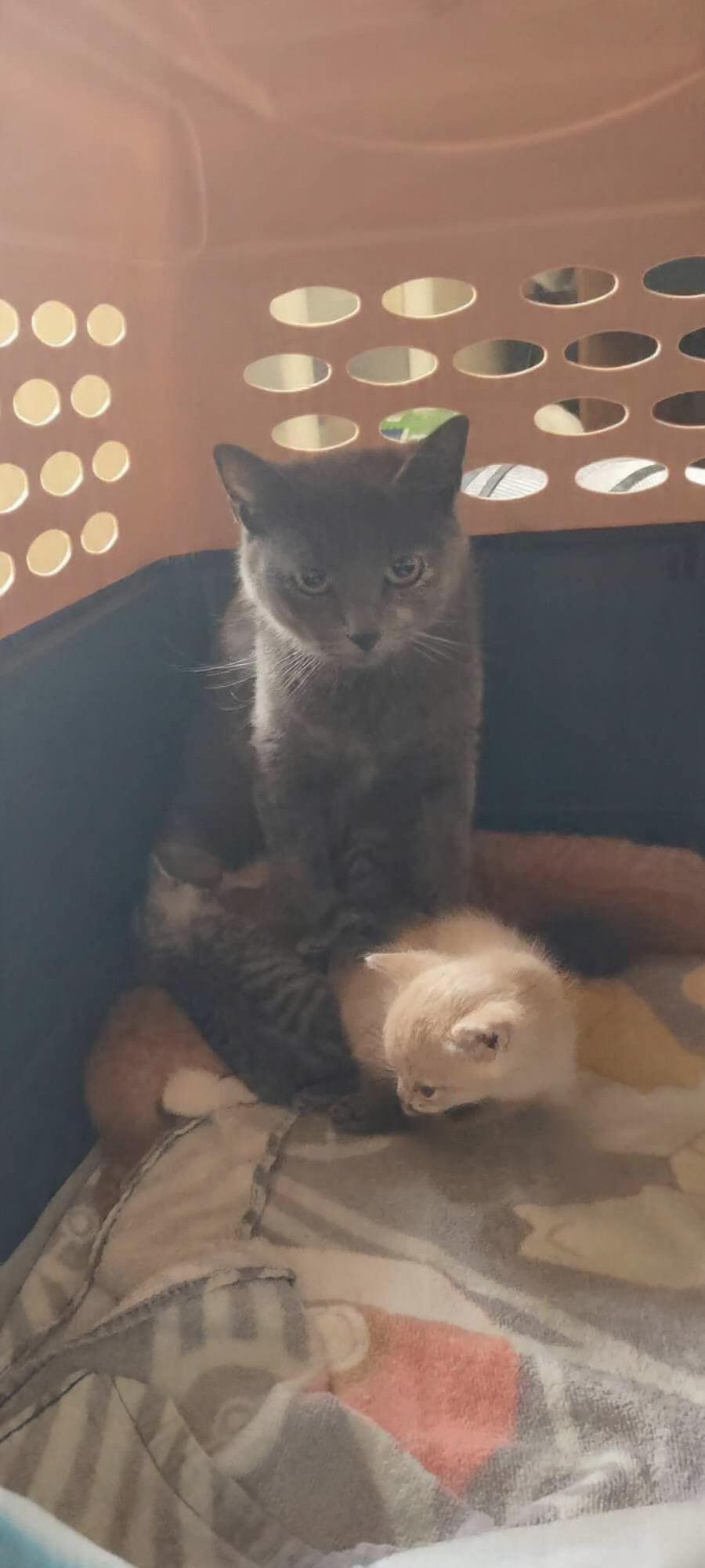 Enlarge Gaia, a Adoptable Domestic Short Hair in Rio Linda, CA image 1/1