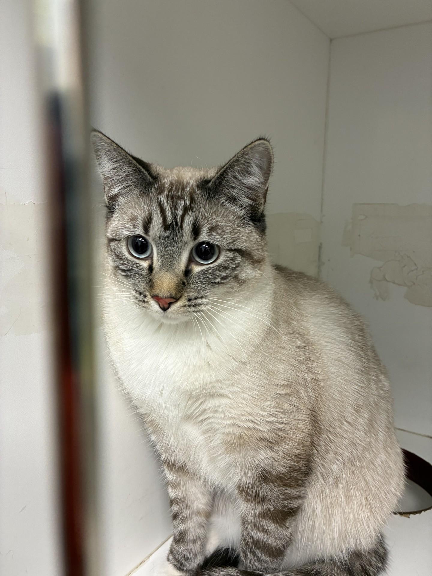 Enlarge Maxine 26-0003/F, a Adopted Siamese in Atlantic, IA image 1/1