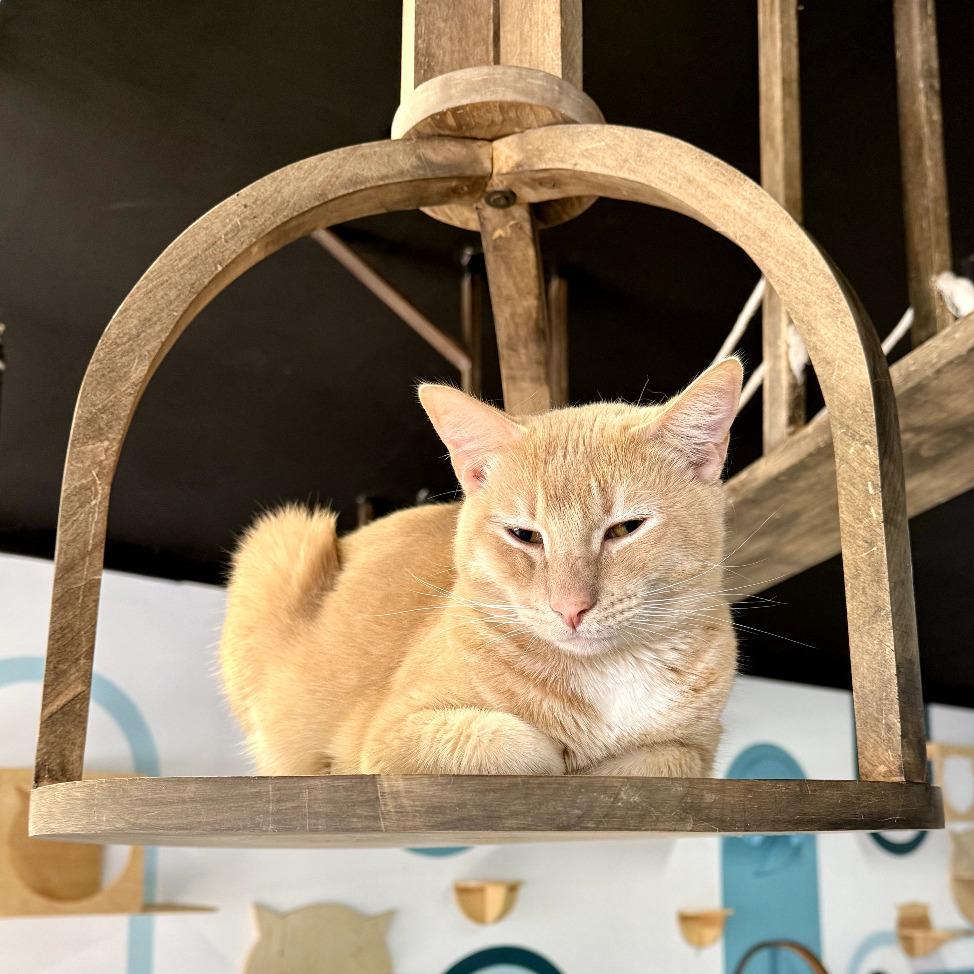 Ginger, a Adoptable Domestic Short Hair in Los Angeles, CA image 2/4