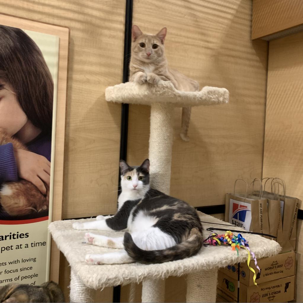 Enlarge Ginger, a Adoptable Domestic Short Hair in Los Angeles, CA image 3/4