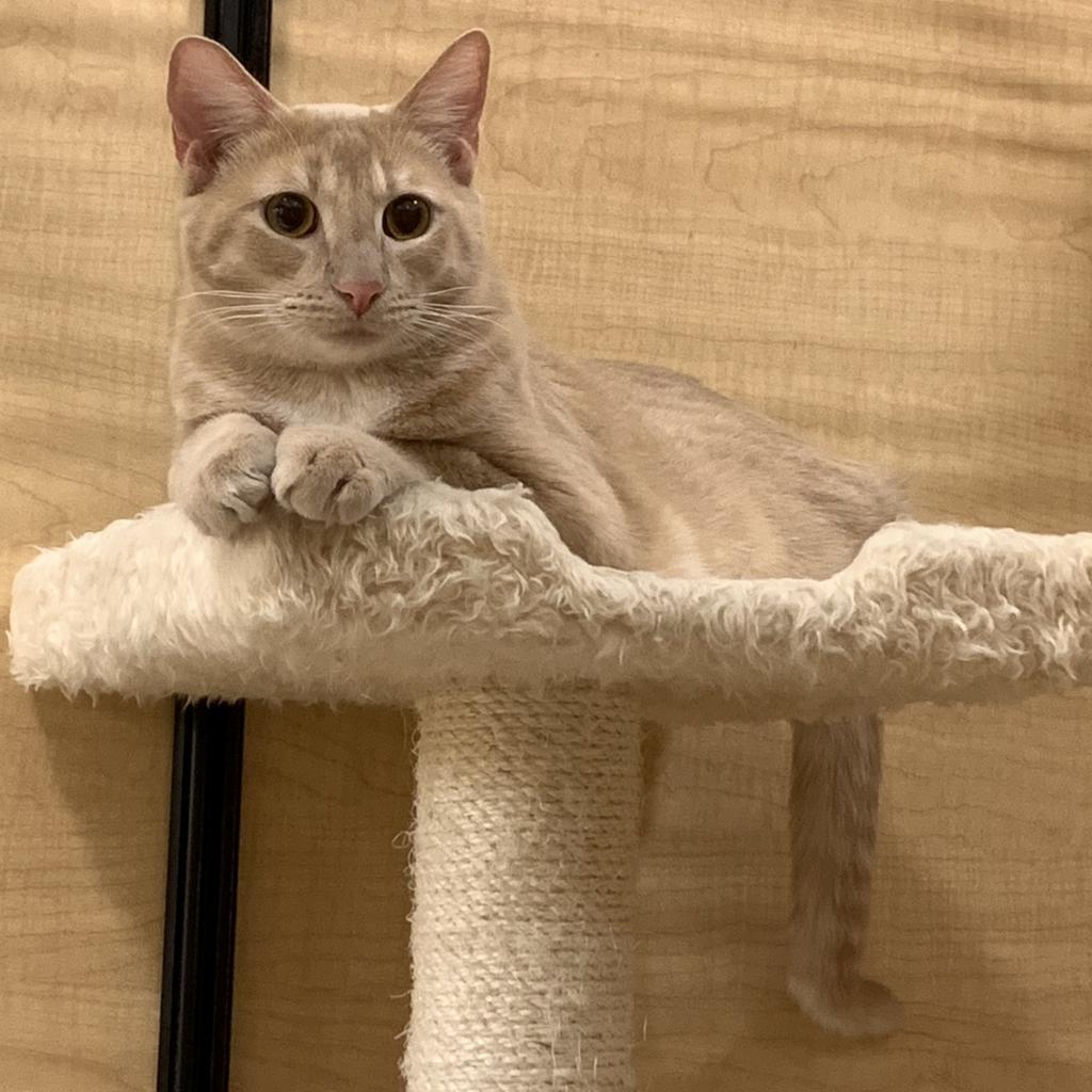Ginger, a Adoptable Domestic Short Hair in Los Angeles, CA image 4/4