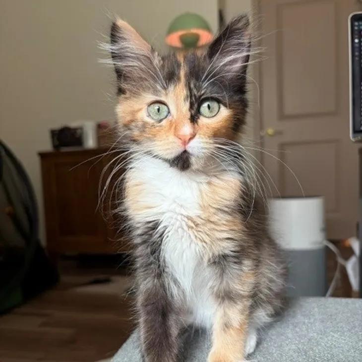 Enlarge Ebi, a ADOPTABLE Calico in Mesa, AZ image 1/4