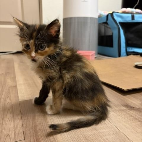 Enlarge Ebi, a ADOPTABLE Calico in Mesa, AZ image 2/4