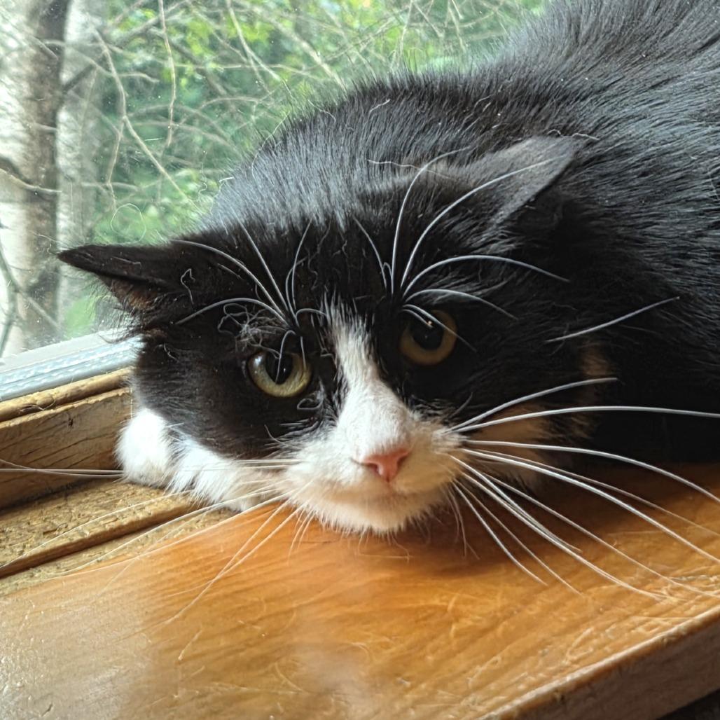 Mickey, Adoptable, Adult Female Domestic Long Hair.