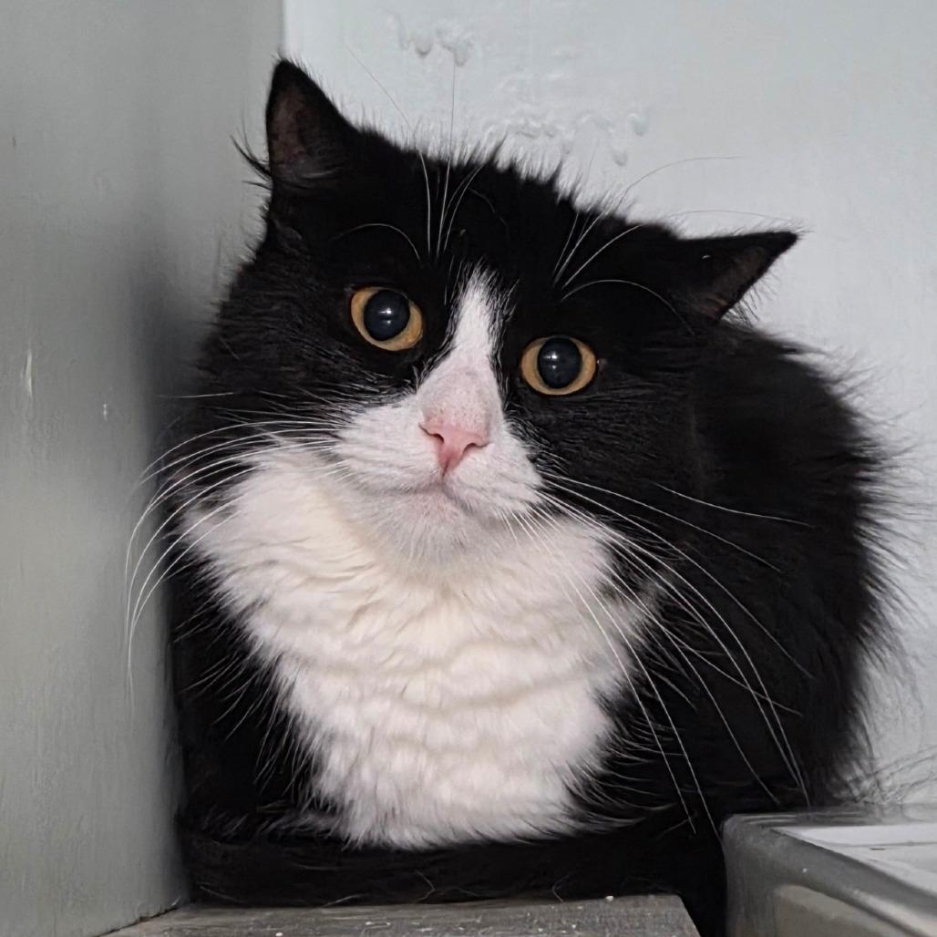 Enlarge Mickey-$35, a Adoptable Domestic Long Hair in Brimfield, MA image 2/2