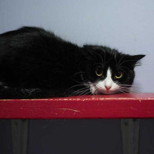 Enlarge Mickey, a Adoptable Domestic Long Hair in Brimfield, MA image 2/2