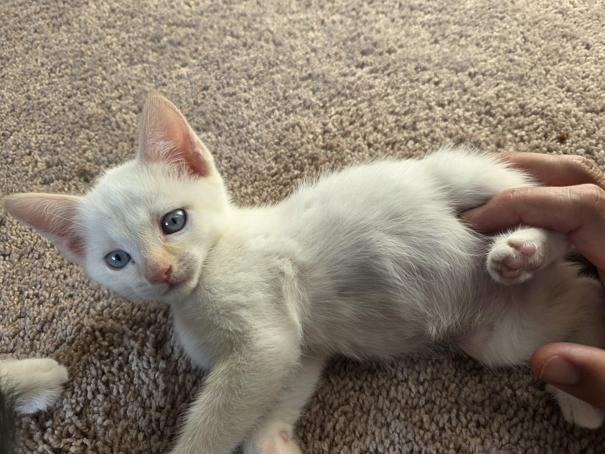 Casper, a Adoptable mixed breed in Dixon, CA image 1/5