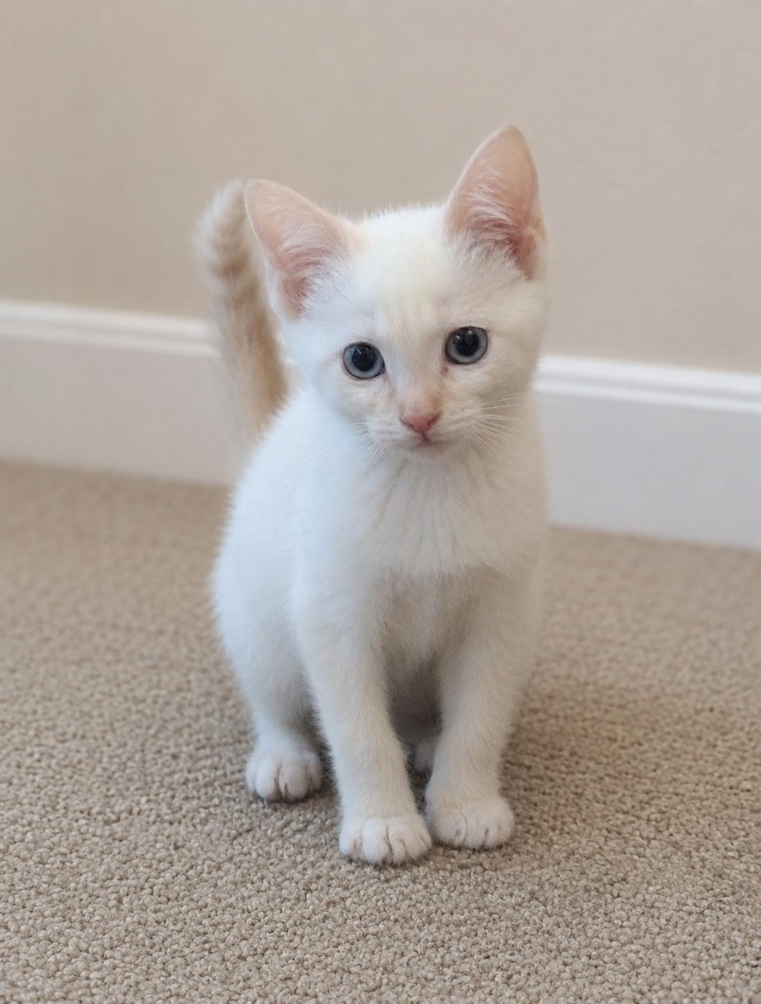 Casper, a Adoptable mixed breed in Dixon, CA image 2/5