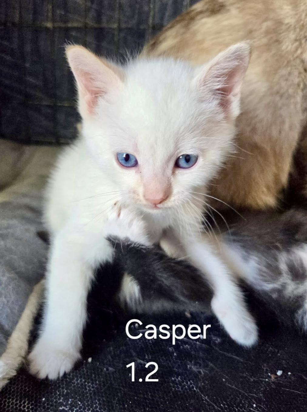 Casper, a Adoptable mixed breed in Dixon, CA image 3/5