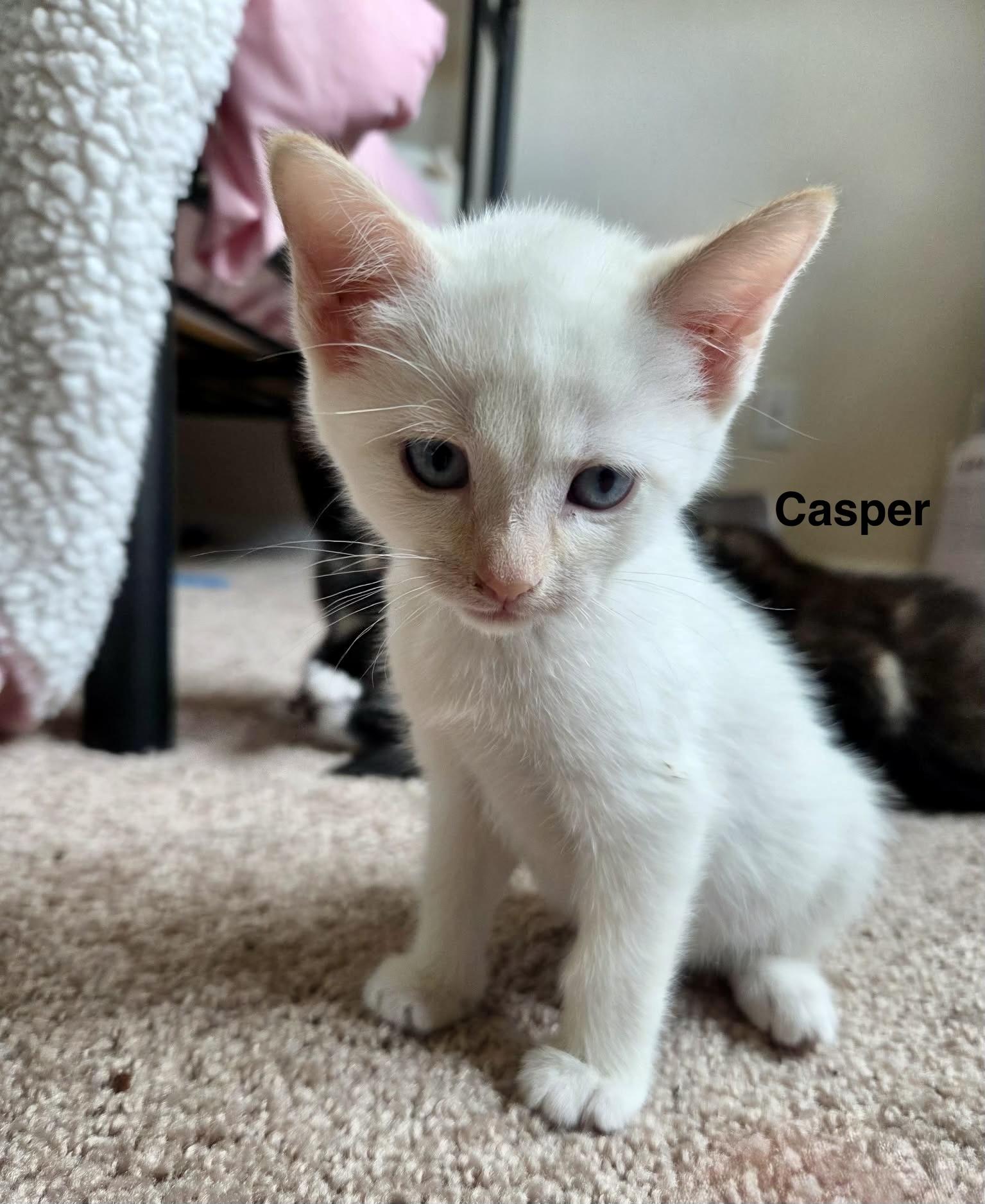 Casper, a Adoptable mixed breed in Dixon, CA image 4/5