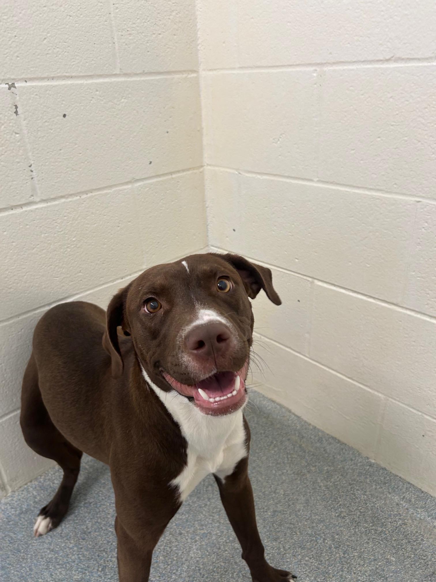 Enlarge Bunny, a ADOPTABLE mixed breed in St. Joseph, MI image 1/1
