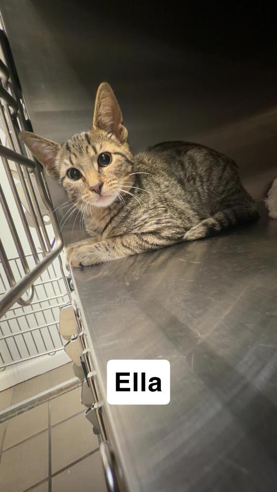 Ella, Adoptable, Kitten Female Domestic Short Hair.