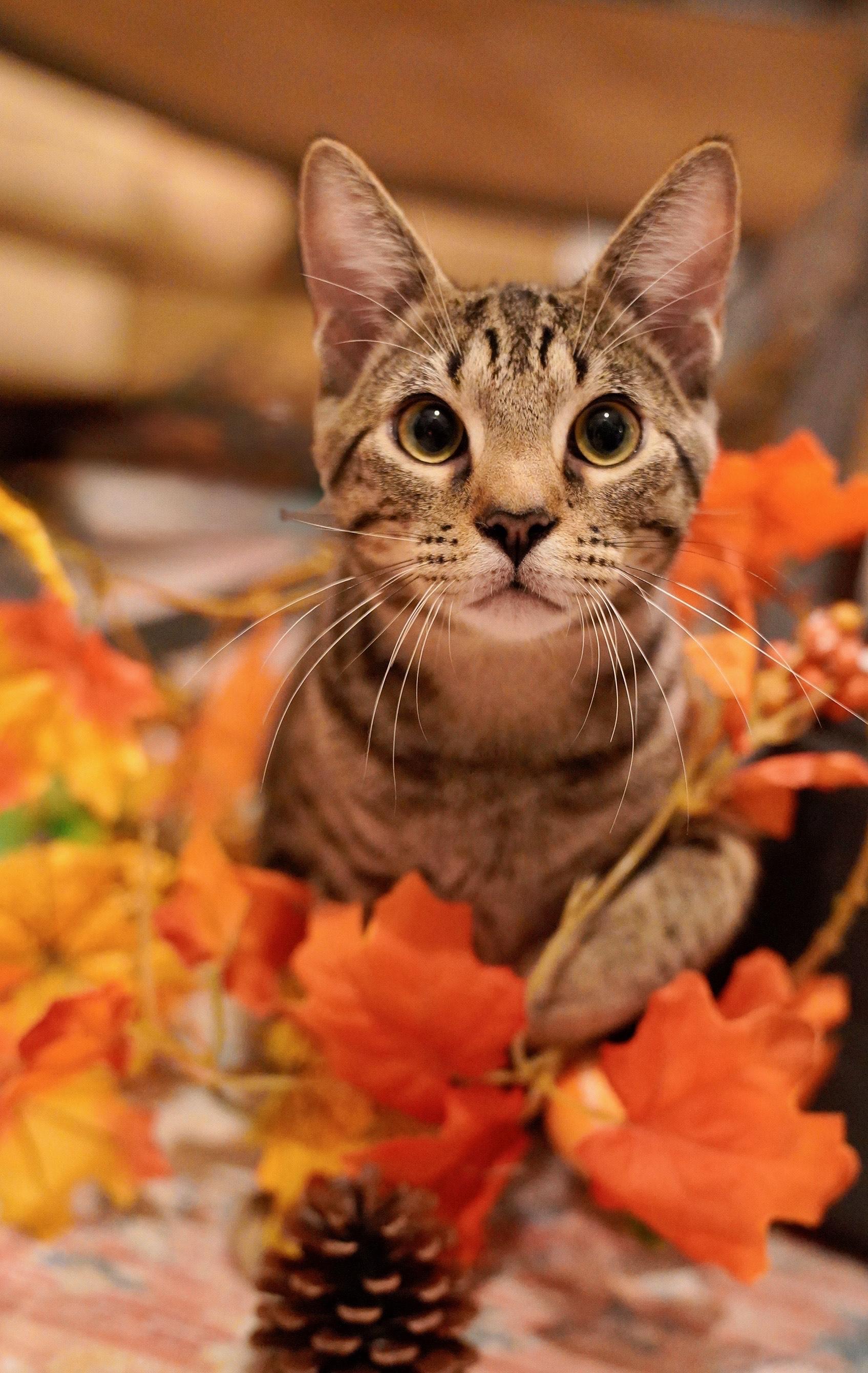 June Bug, a Adopted Domestic Short Hair in Hixson, TN image 3/6