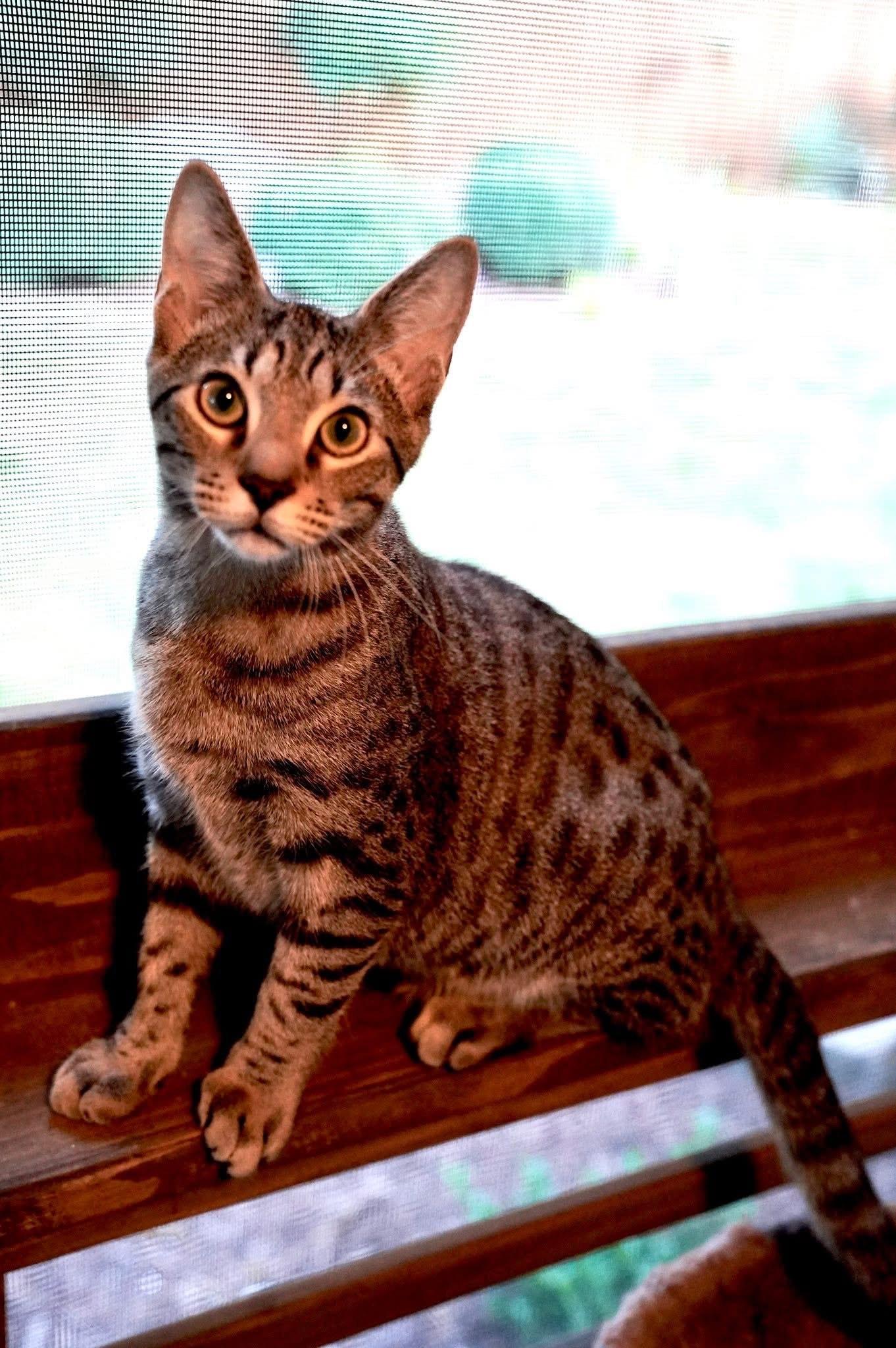 June Bug, a Adopted Domestic Short Hair in Hixson, TN image 5/6