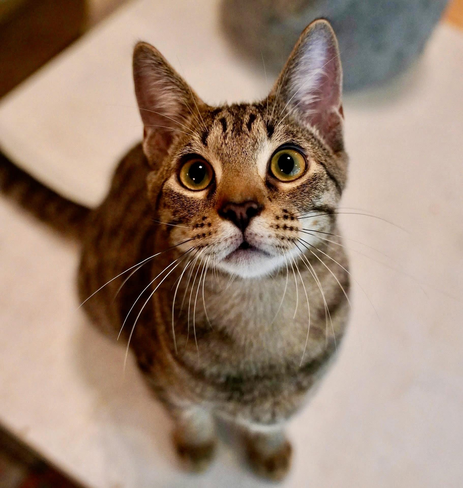 June Bug, a Adopted Domestic Short Hair in Hixson, TN image 6/6